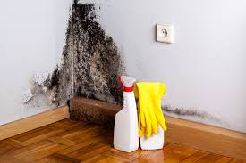 Why You Should Choose Our Mold Remediation Services in Woodmere, LA